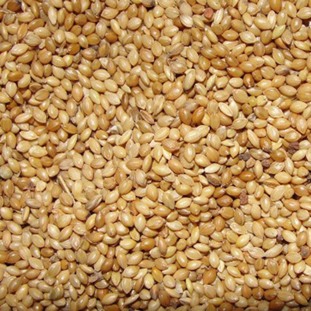 Foxtail Millet