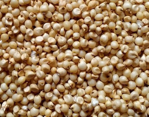 Sorghum